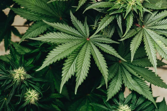 PTSD could be helped by this cannabis plant