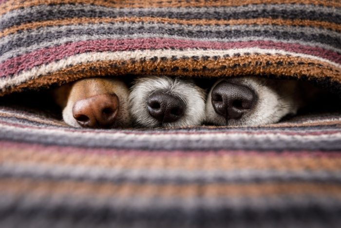 cancer in dogs represented by three sick dogs huddled under blanket