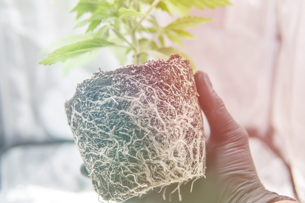 cannabis root medicine represented by man holding growing plant to show roots