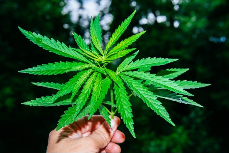 Cannabis Plant Close up, thc