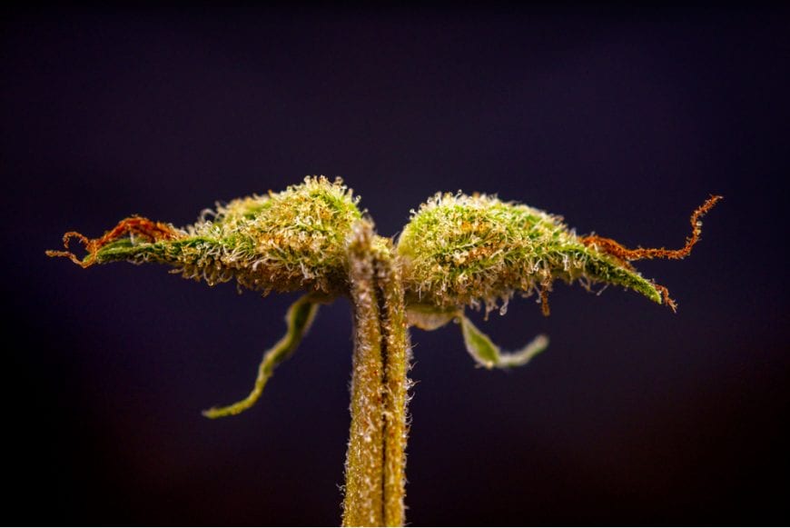 calyx of cannabis plant with visible trichomes with terpenes