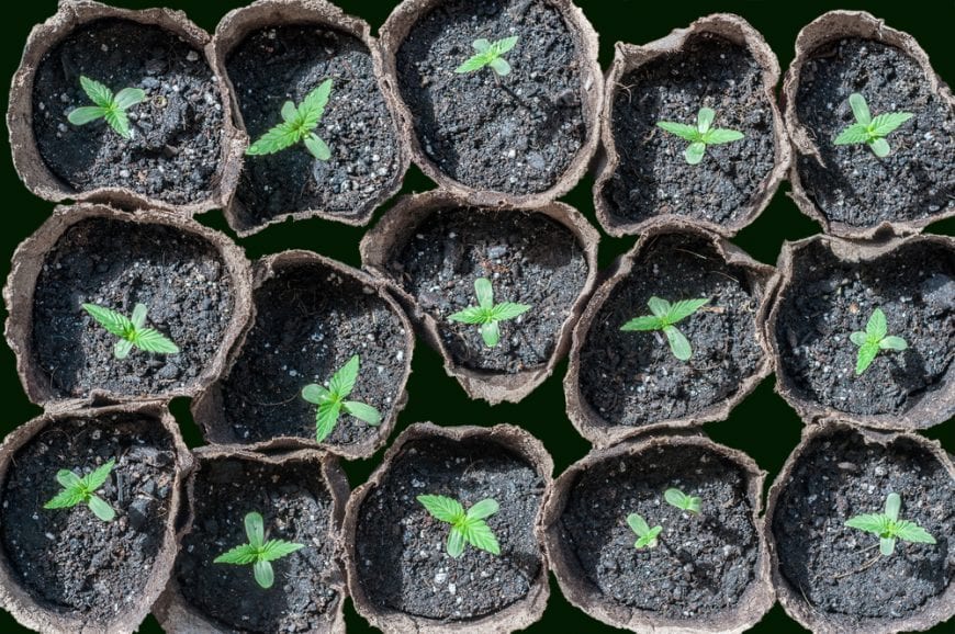 Box of cannabis seedlings