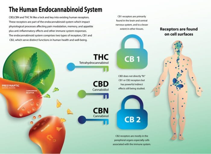 endocannabinoid