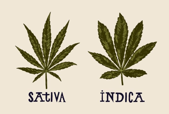 Sativa and Indica are Dead. Long Live the Chemovar
