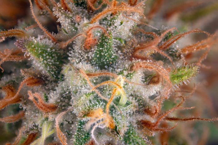 Terpenes Work with Cannabinoids to Create Entourage Effect