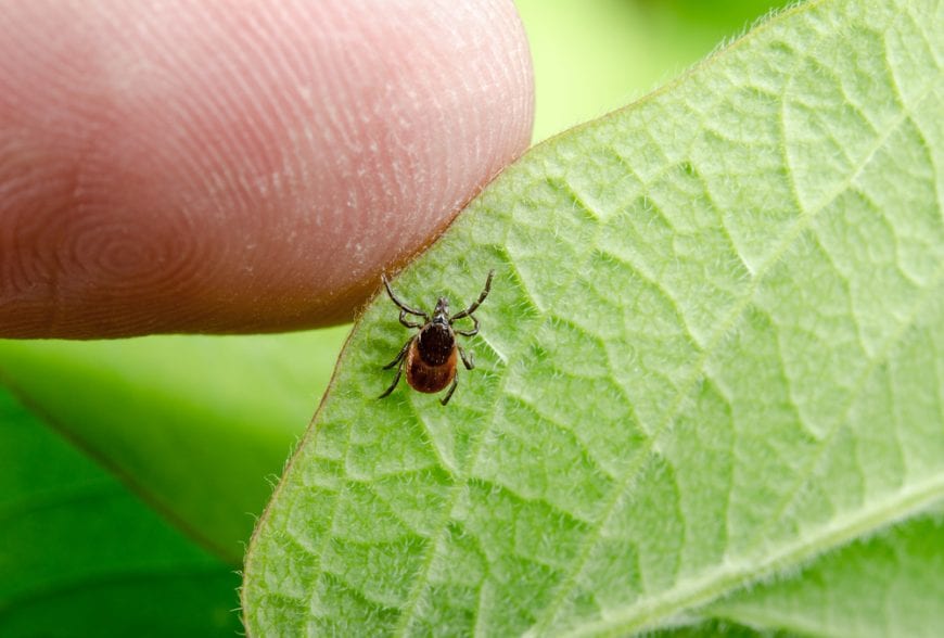 Tick Sitting on a Leaf next to Human Finger