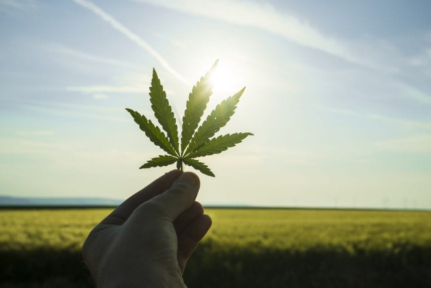 Cannabis Leaf against a sunny rise