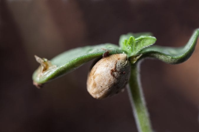 Cannabis Seedling