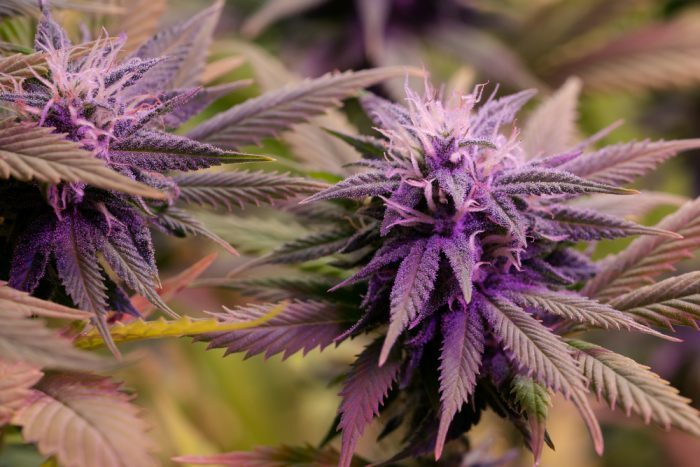 close up of cannabis with purple leaves