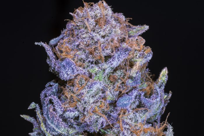 close up of purple bud