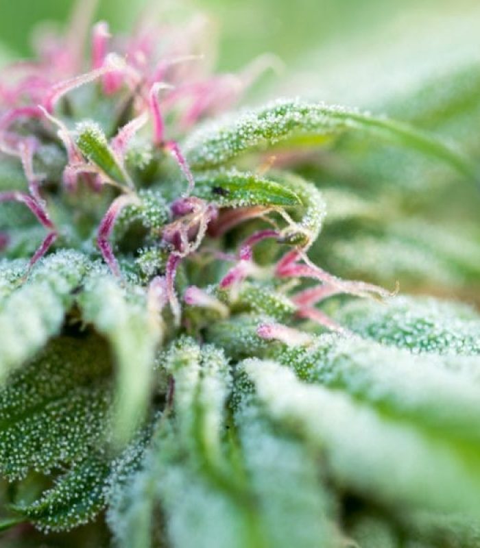 Are There Anti-Cancer Benefits to the Terpene Humulene?