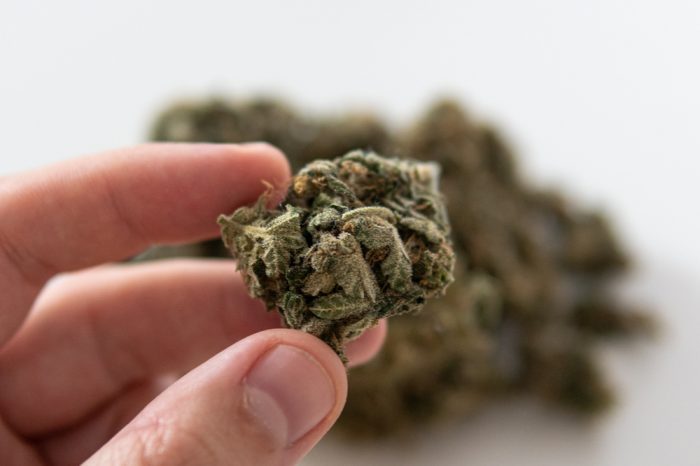fibromyalgia misdiagnosis represented by cannabis bud in hand