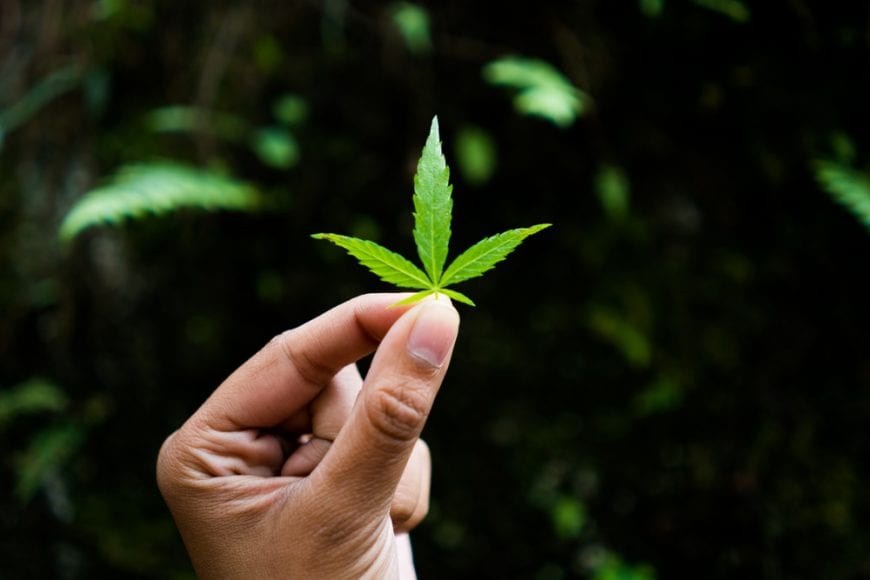 Woman's hand holding up a baby cannabis leaf