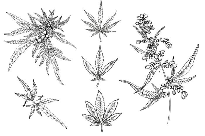 sketches of cannabis leaves