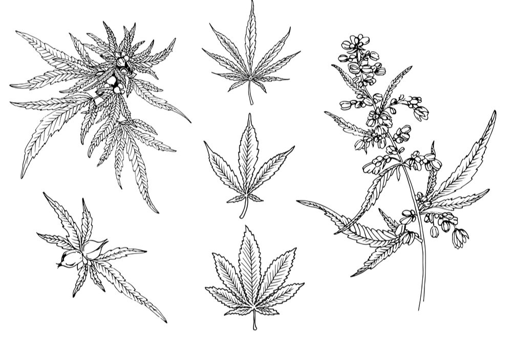 Рисунки поэтапно марихуана завязи конопли