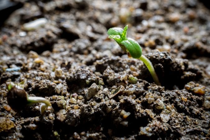 Cannabis Sprout coming out of the soil close up