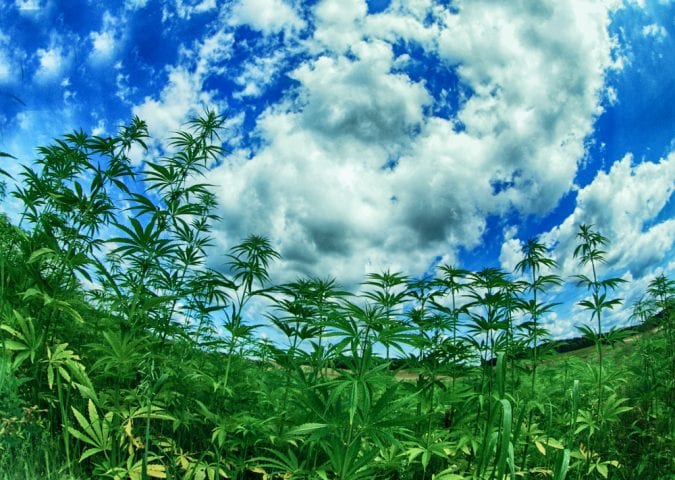 Cannabis field through fish eye lens