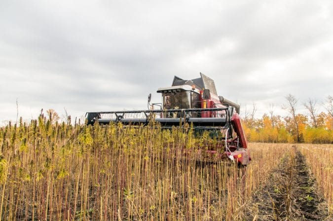 Combine harvest hemp