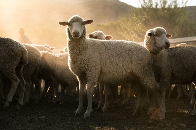 Sheep at dawn in hilly region