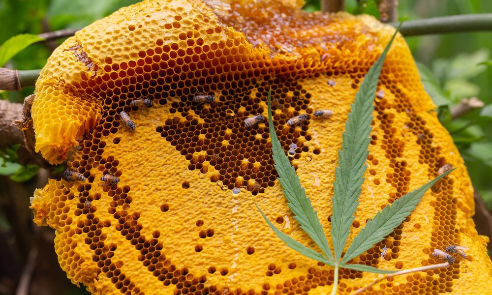 cannahoney represented by cannabis leaf on honey comb