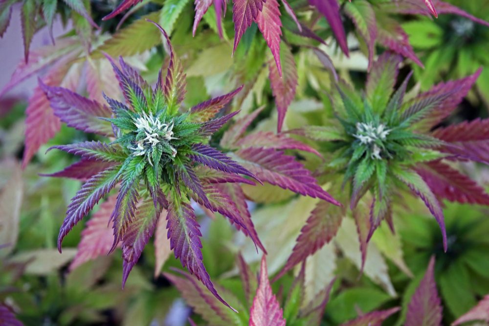 purple weed represented by purple tinged cannabis growing
