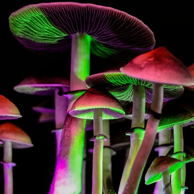 psychedelic mushrooms maybe to use with lsd as medicine 