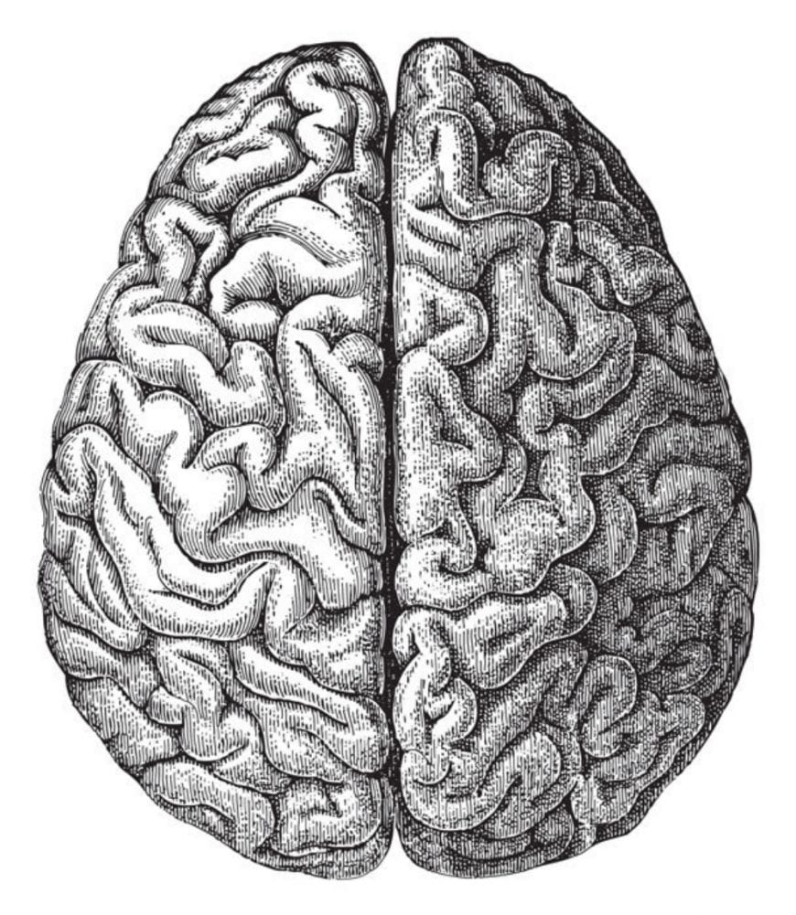 human brain sketch