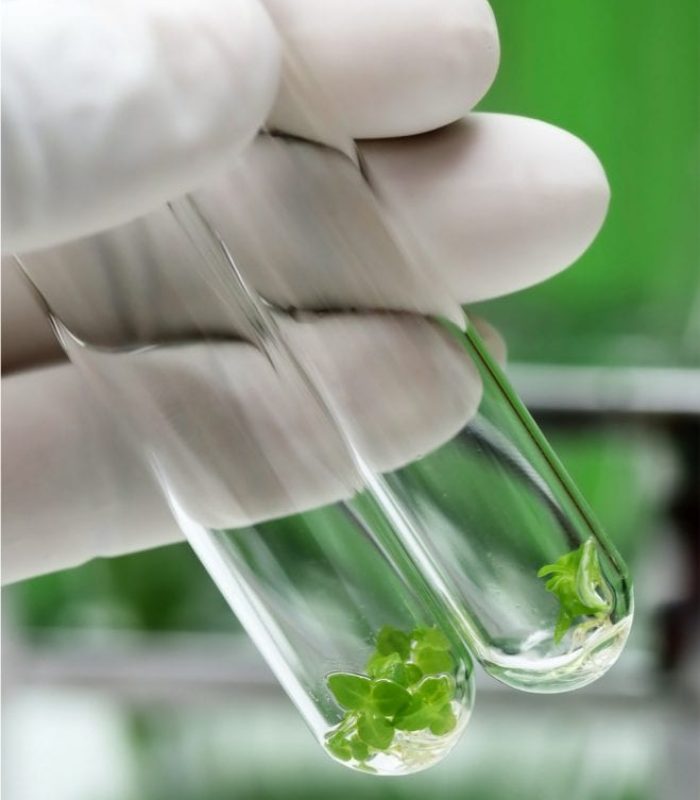 Tissue Culture Is The Future For Cannabis Grow Ops