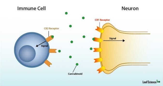 cannabis, cannabinoids, endocannabinoid system, CB1 receptors, neurodegenerative disease, neuroprotectant, brain disease, inflammation, anti-inflammation, medical cannabis