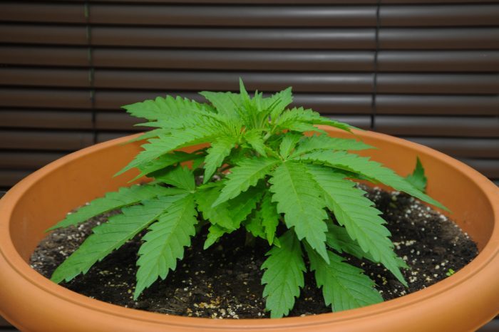 Auto Flowering Seeds in a pot for growing