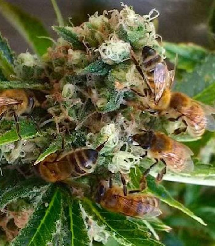 THC Honey from Bees That Collect Resin? Maybe.