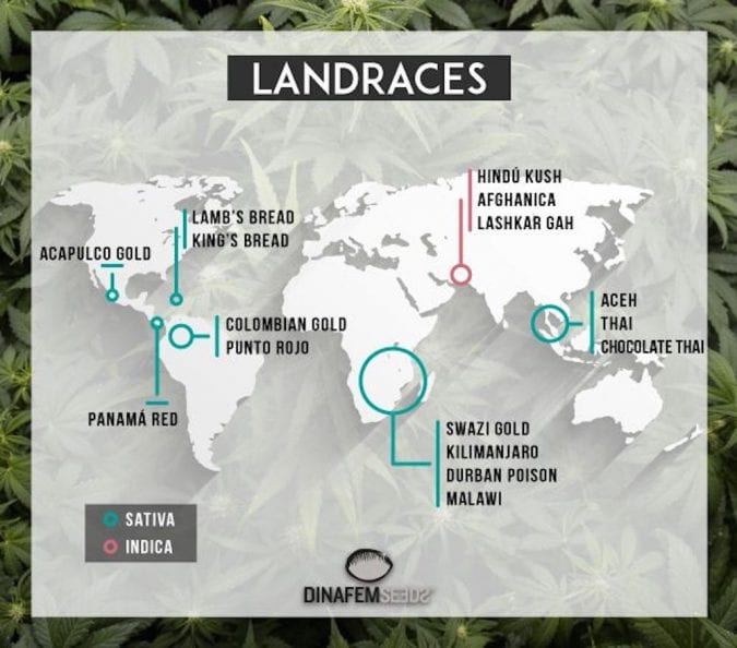 cannabis, landrace, strains, indica, sativa, hybrid, cannabinoids, trichomes, medical cannabis, terpenes