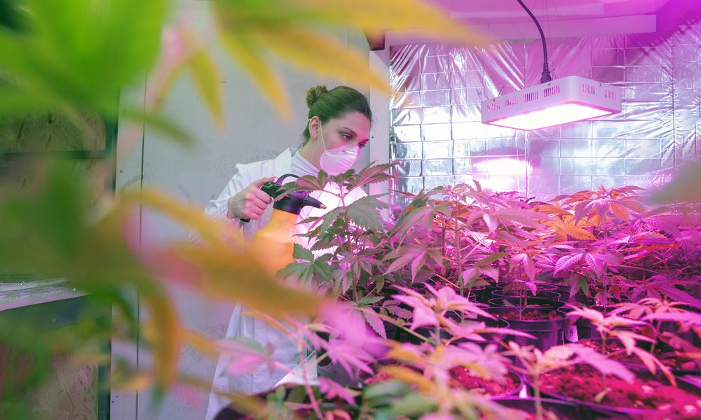 sativex patent represented by young researcher in greenhouse of cannabis