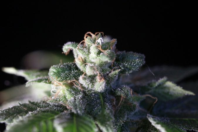 cannabis, terpenes, cannabinoids, sativa, indica, hybrid, medical cannabis, strains, effects, budtenders, dispensaries