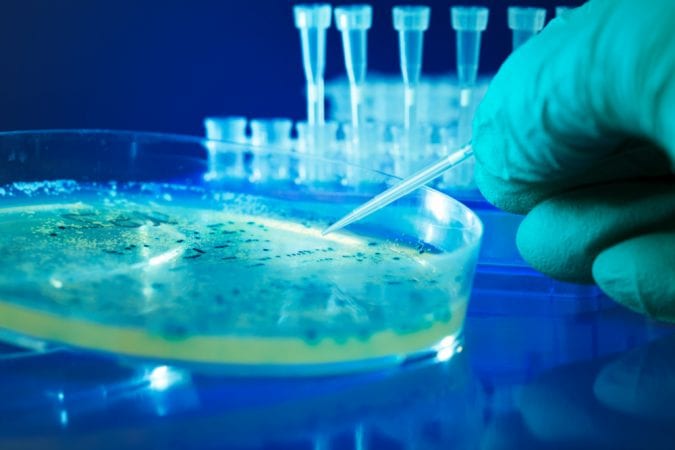 cannabis, bacteria, research, hospitals, modern medicine, cannabinoids, digestive system, CBD, THC, gut feelings, viruses, illnesses