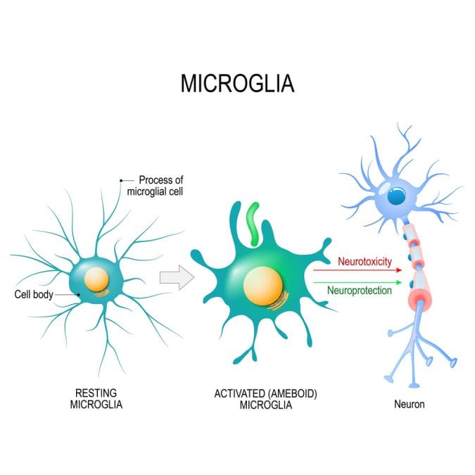 cannabis, cannabis, microglial cells, brain function, cannabinoids, aging brain, grey matter, legalization, neuroprotectant, prohibition, medical cannabis 