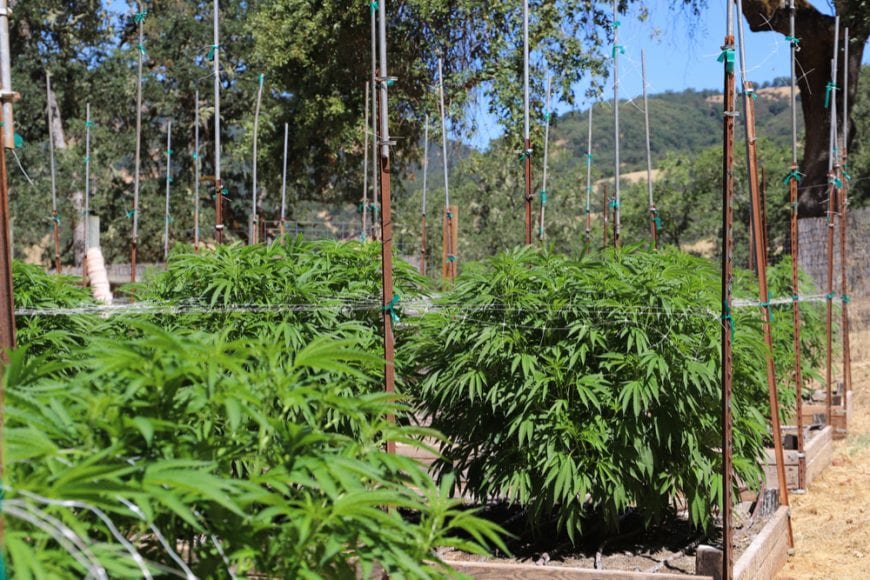 cannabis, cannabis strains, cannabis plants, cannabis breeding, landrace, landrace strains, genetics, strains, legalization, cannabinoids