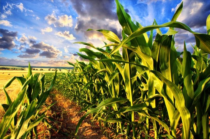 cannabis, yeast, yeast fermentation, CBD, THC, cannabinoids, research, GMO, DNA, genetic modification, corn