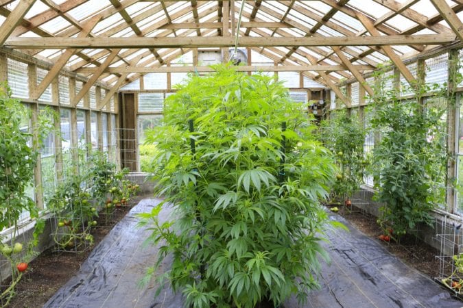 cannabis, home grow, sativa, indica, hybrid, cannabinoids, strain, terpenes, cannabis plants, medical cannabis, landrace