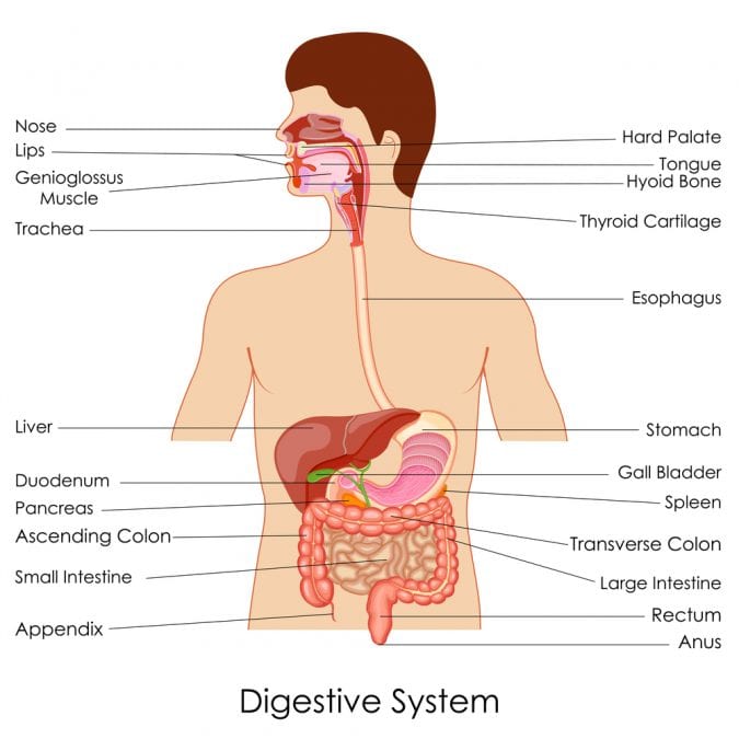 cannabis, digestive system, gut feelings, cannabinoids, CBD, THC, medical cannabis, hospitals, viruses, illnesses, antibiotics