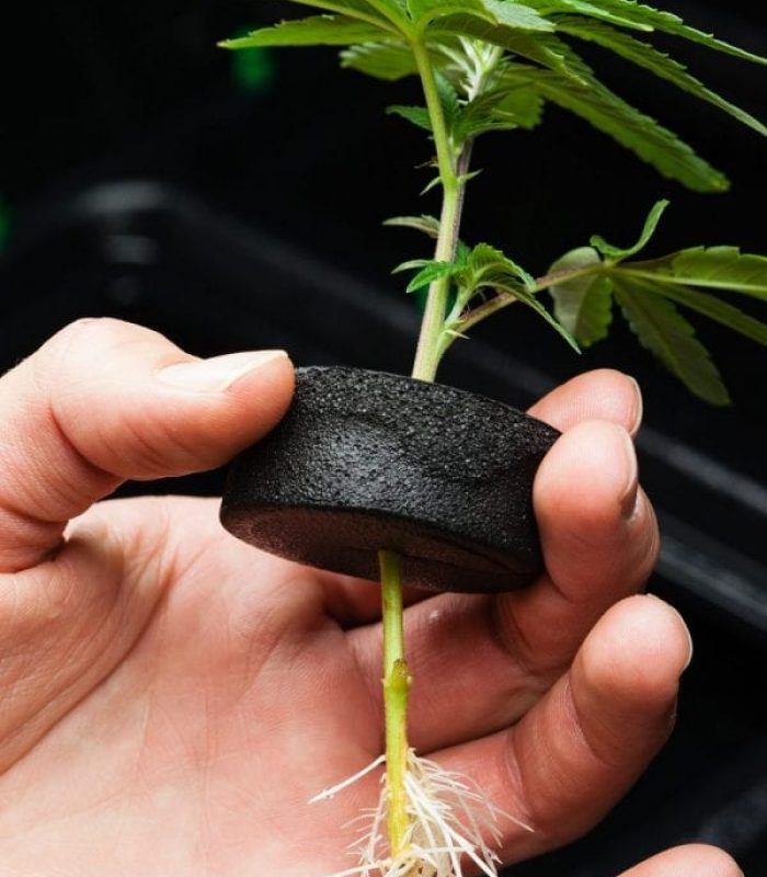 How to Prepare Cannabis Roots