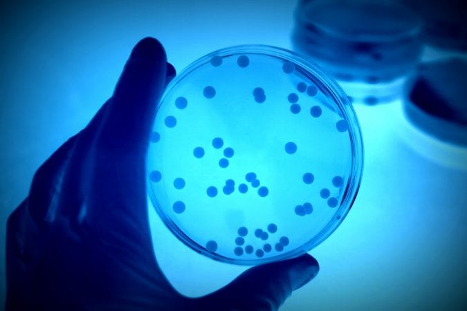 cancer, cancer cells, petri dish, research, studies, science, CBD, cannabis, THC, cure, medicine