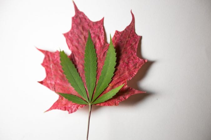 cannabis leaf resting on maple leaf