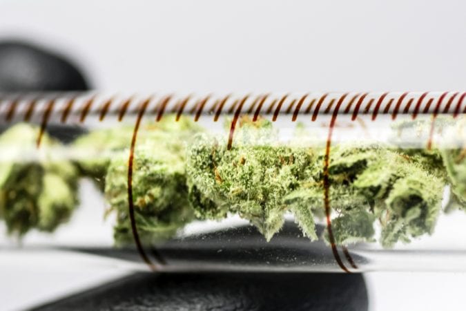 cannabis, test tubes, research, GMOs, Big Pharma, cannabinoids, genetic modification, DNA, yeast, yeast fermentation, CBD, THC