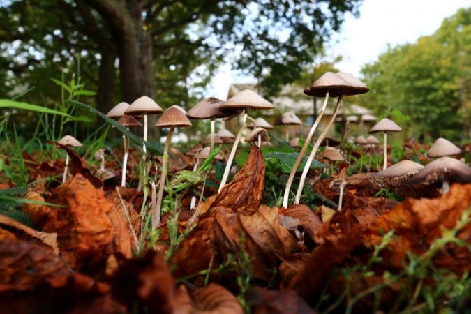 magic mushrooms, cannabis, cannabinoids, medical cannabis, THC, CBD, FDA, DEA, USA, medicaid, Epidiolex