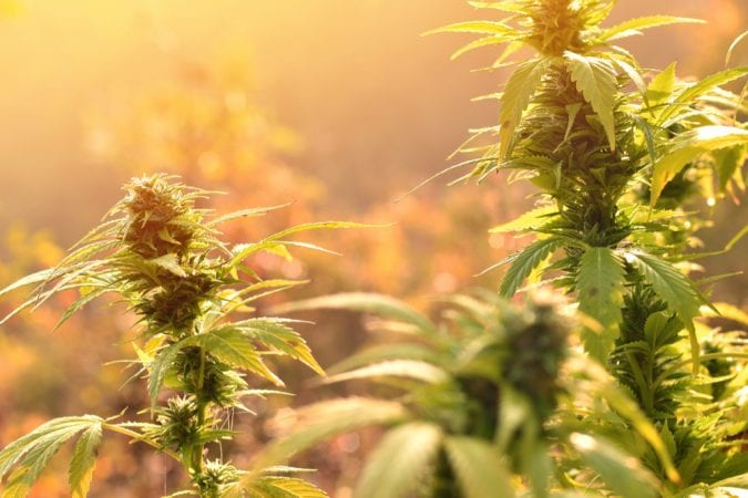 cannabis, cannabis plants, yeast, yeast fermentation, DNA, genetic modification, cannabinoids, CBD, THC, research, Big Pharma
