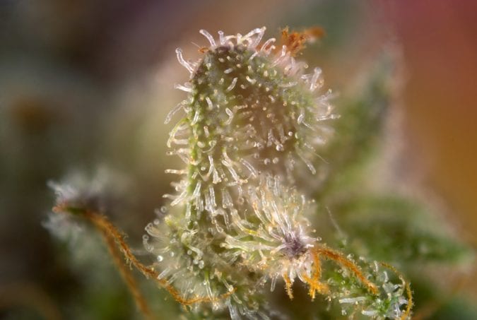 cannabis, trichomes, terpenes, cannabinoids, sativa, indica, hybrids, medical cannabis, dispensaries, budtenders, strains