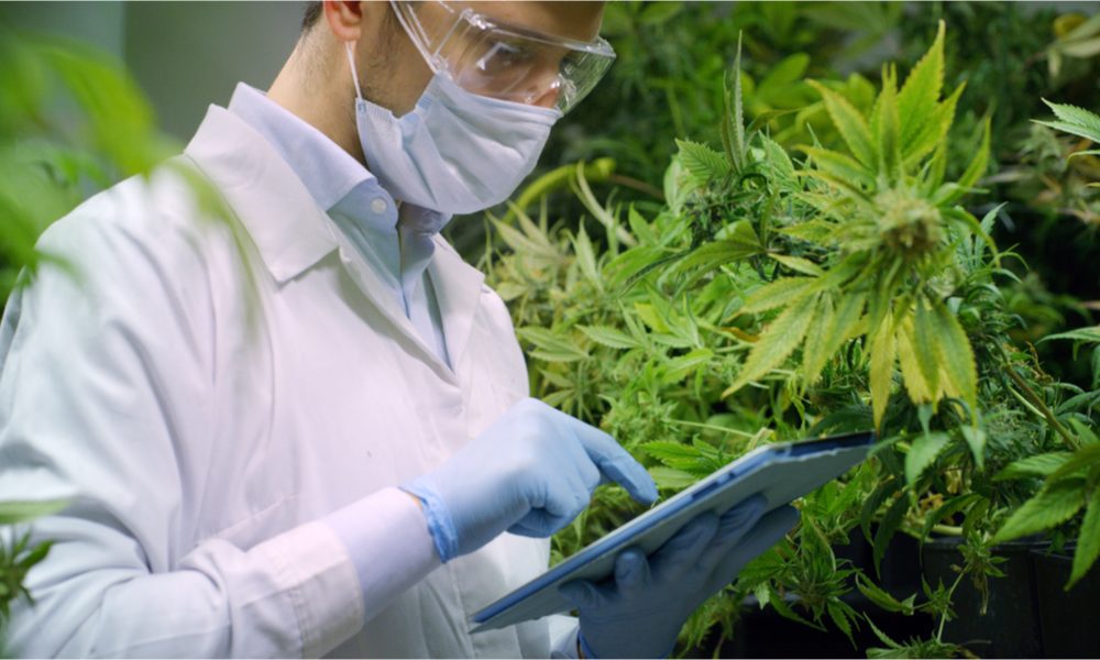 TRPV represented by researcher in cannabis field