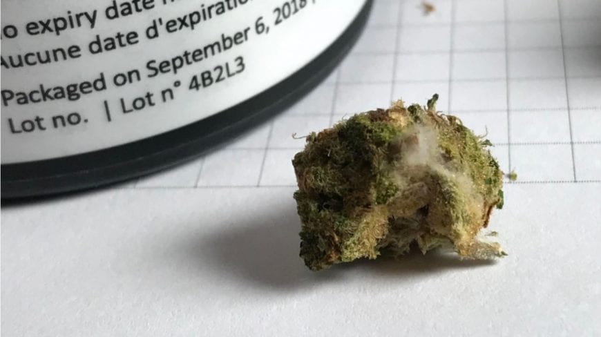 RxLeaf