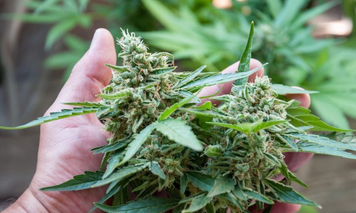 The Top Four Easy Strains To Grow For Beginners